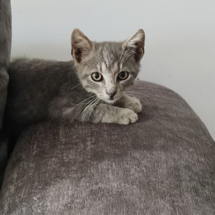 A grey tabby kitten resting on a sofa